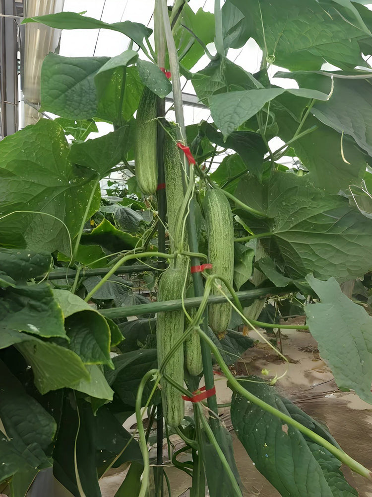 Yanbai No.3 Cucumber