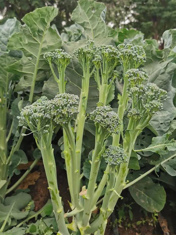 Haiwang Songqing Broccoli