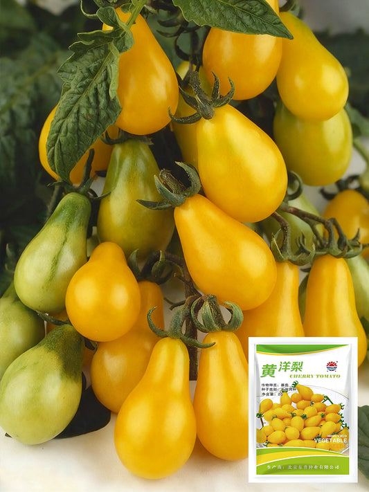 Yellow Pear Cherry Tomato