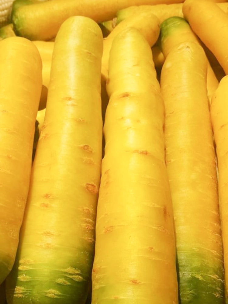 Qitou Yellow Carrot