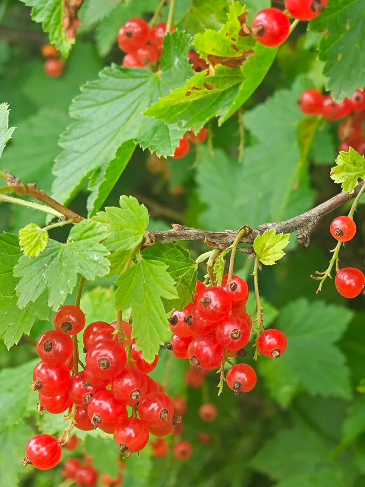 Red Currant