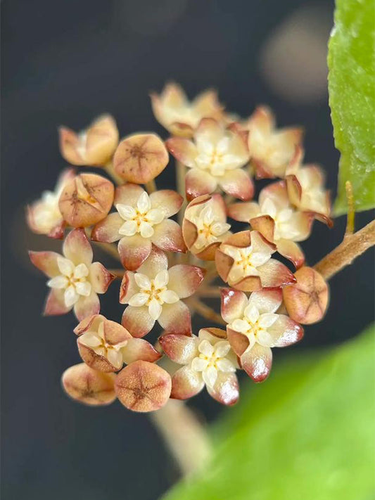 Hoya rigidifolia Unrooted Stem Cuttings
