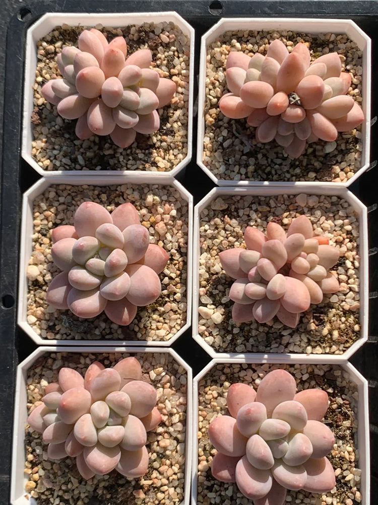 Echeveria 'Perfume'‌