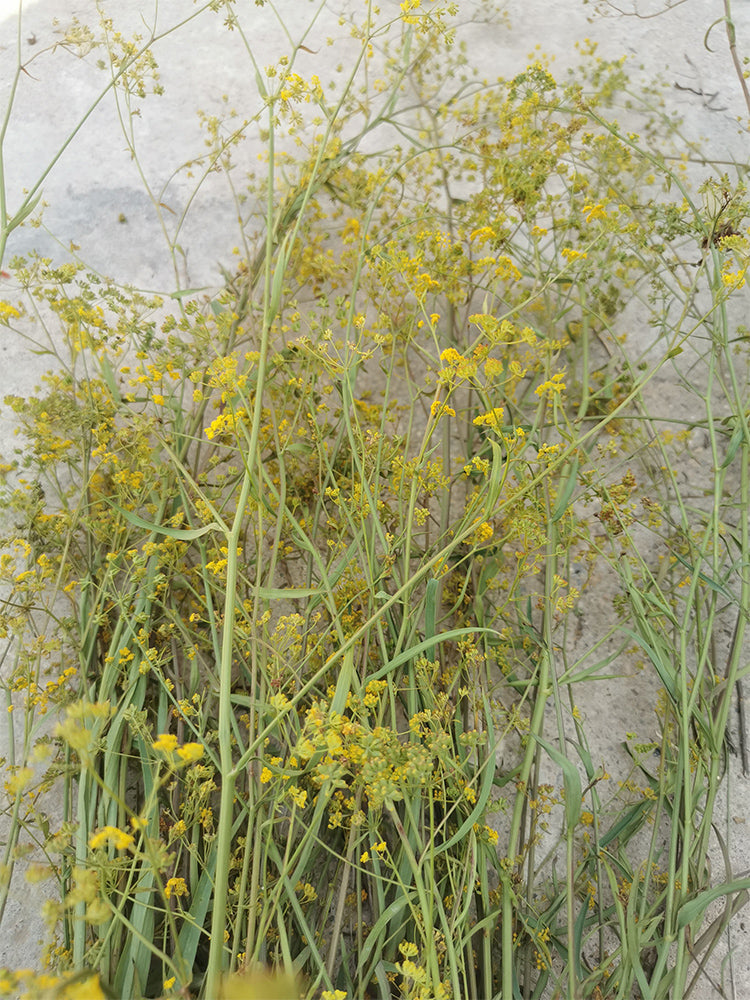 Bupleurum chinense