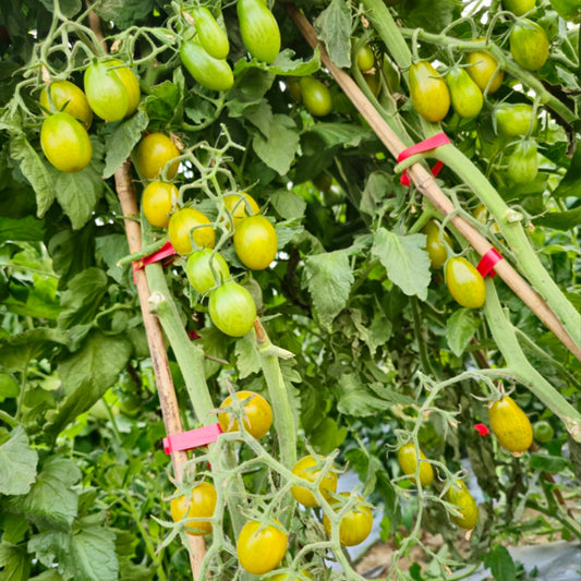 670 Green Datterini Tomato