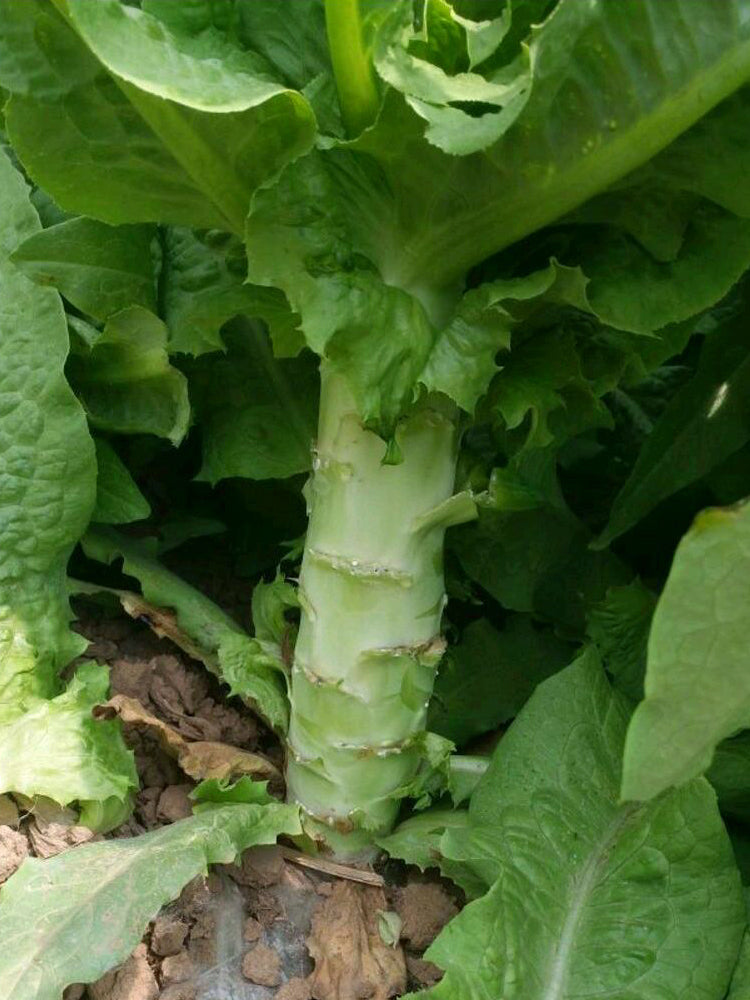 'Keguang No.1' Stem Lettuce