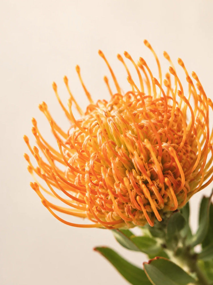 Orange Pincushion Protea