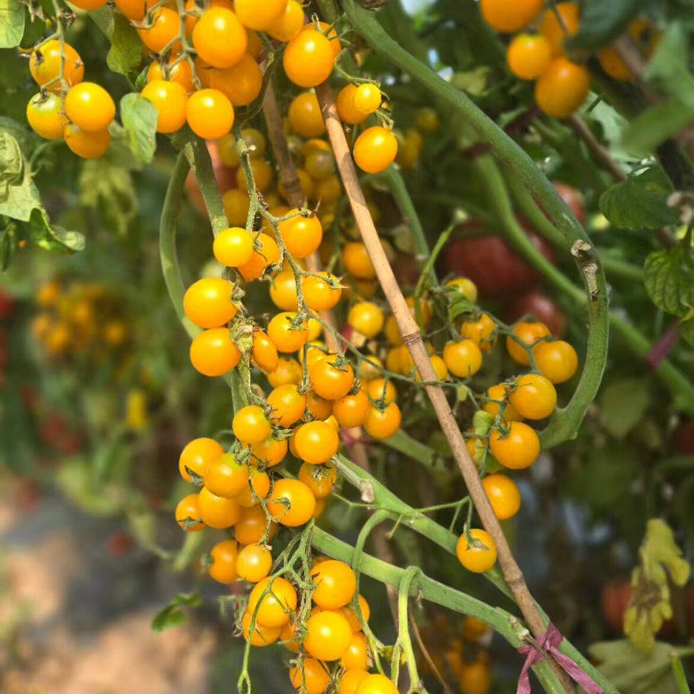 609 Summer Sun F10 Cherry Tomato