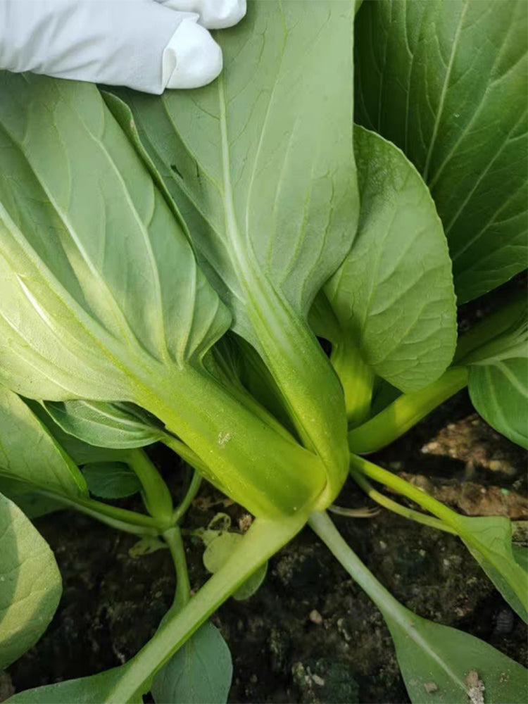 Demei Shanghai Bok Choy