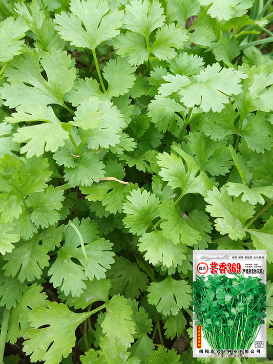 Yunxiang 369 Coriander