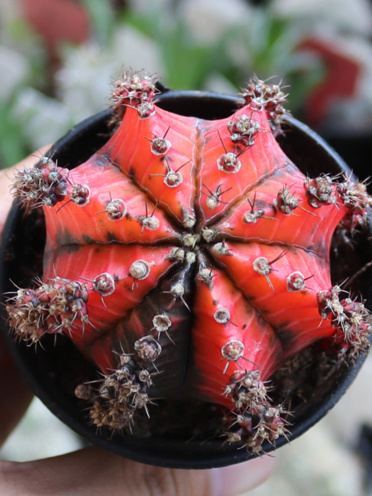 'Oil-Painted Peony' Red Live Cactus