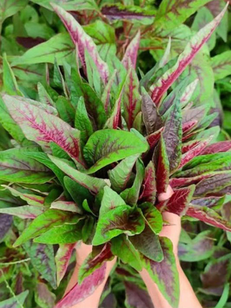 Zixia Red Willow-Leaf Amaranth