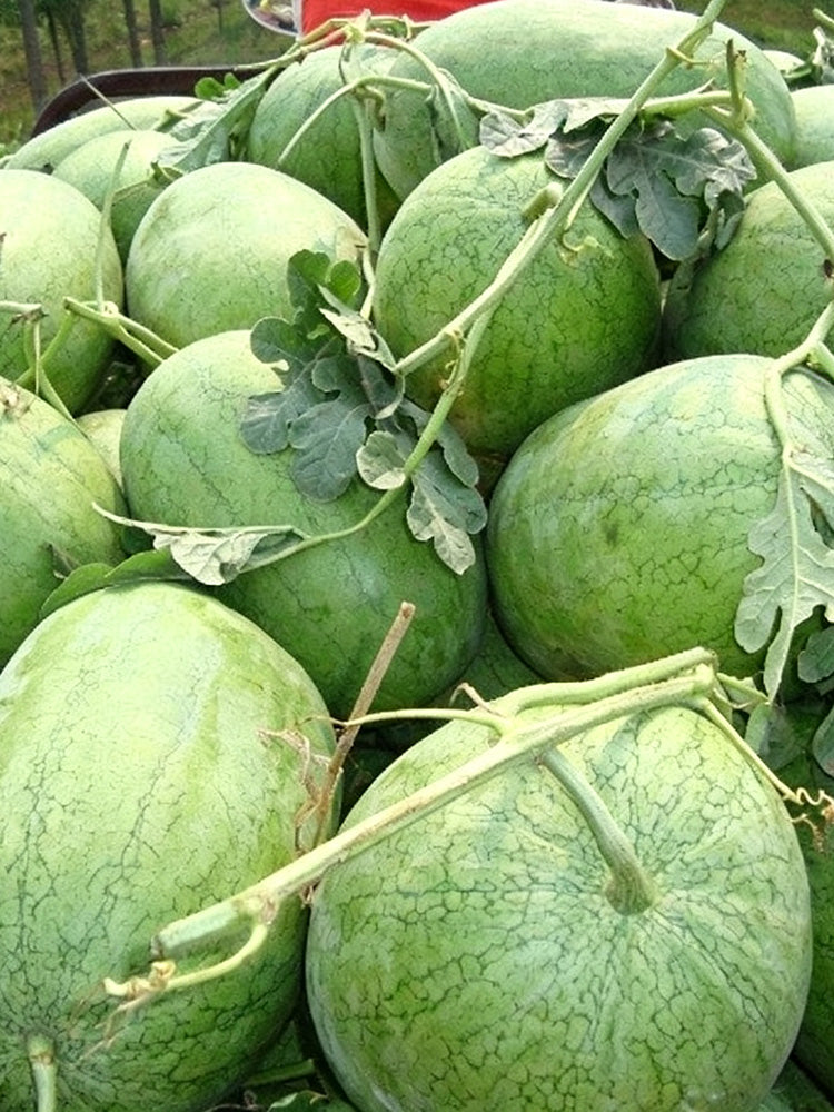 Green Phoenix F1 Giant Watermelon