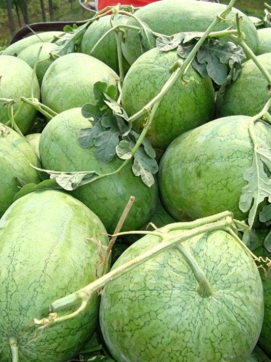 Green Phoenix F1 Giant Watermelon