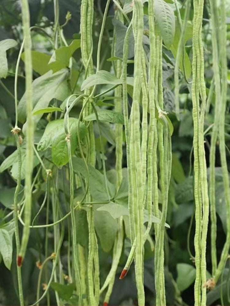 Ningjiang No.3 Yardlong Beans