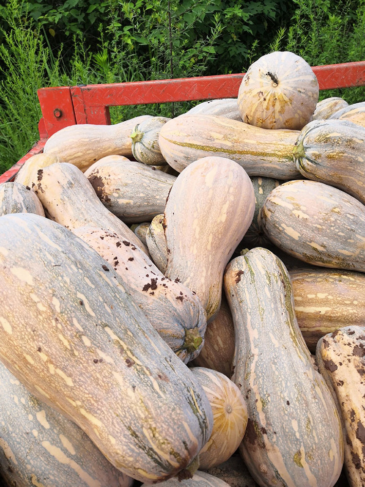 'Rumi No. 9' Pumpkin