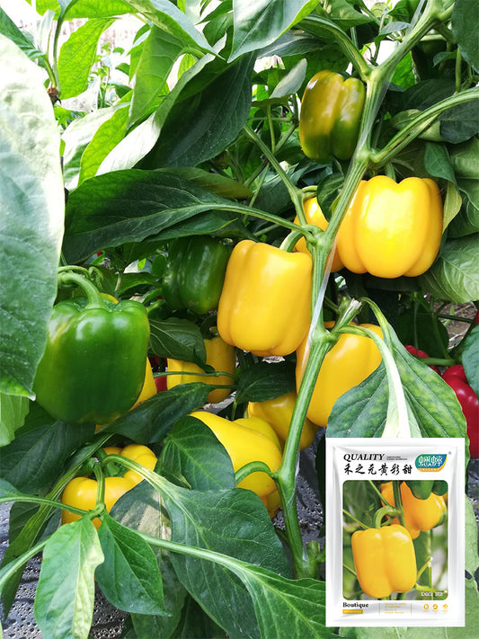 Yellow Bell Peppers (Capsicum annuum)