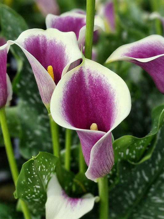 'Picasso' Calla Lily