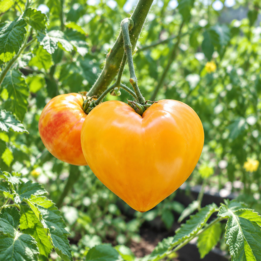 37 Grandmother's Greatness Tomato