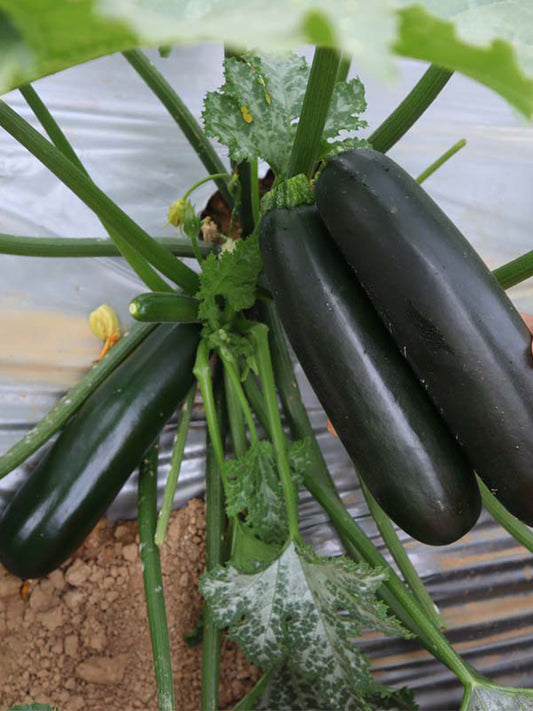 'Black Empress' Zucchini