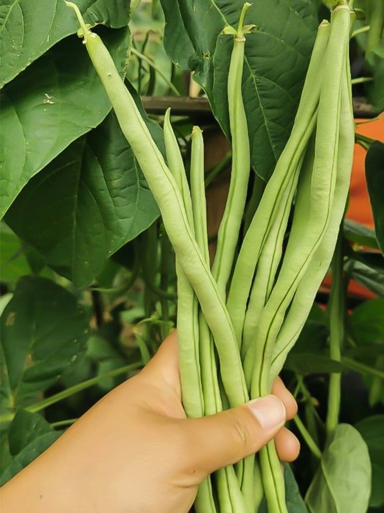 Stringless Snap Beans