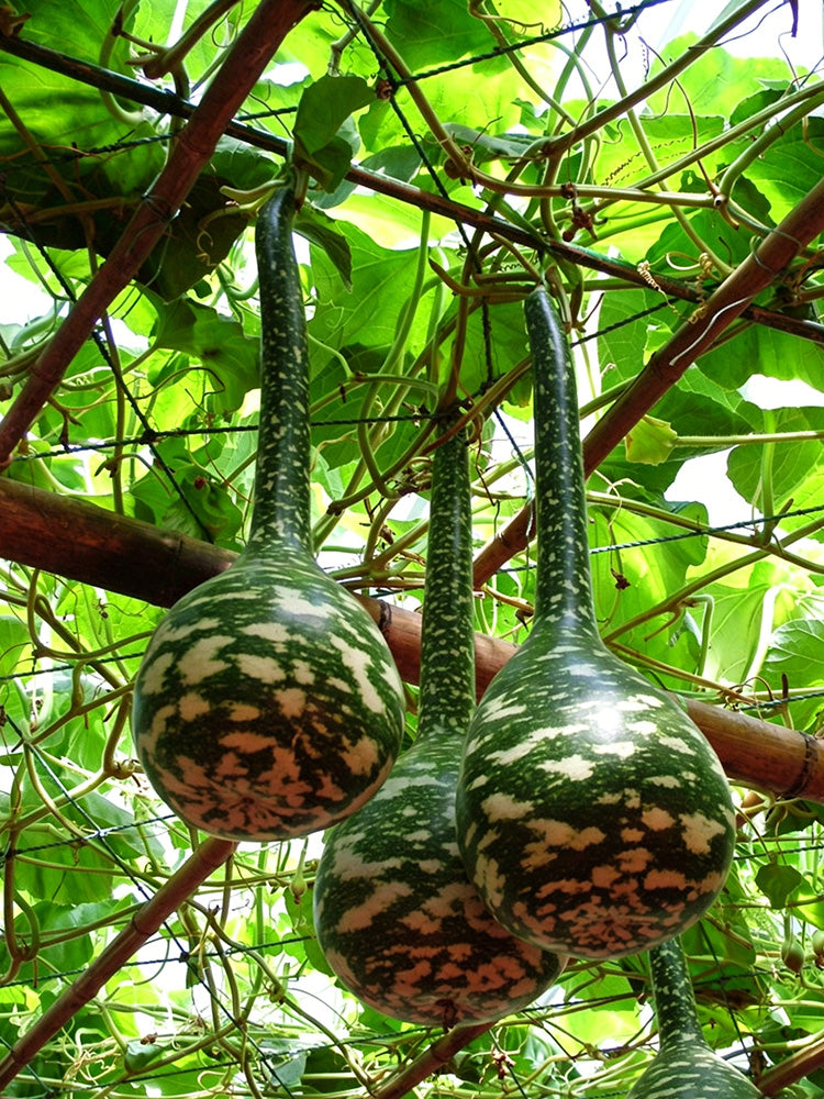 Swan Gourd