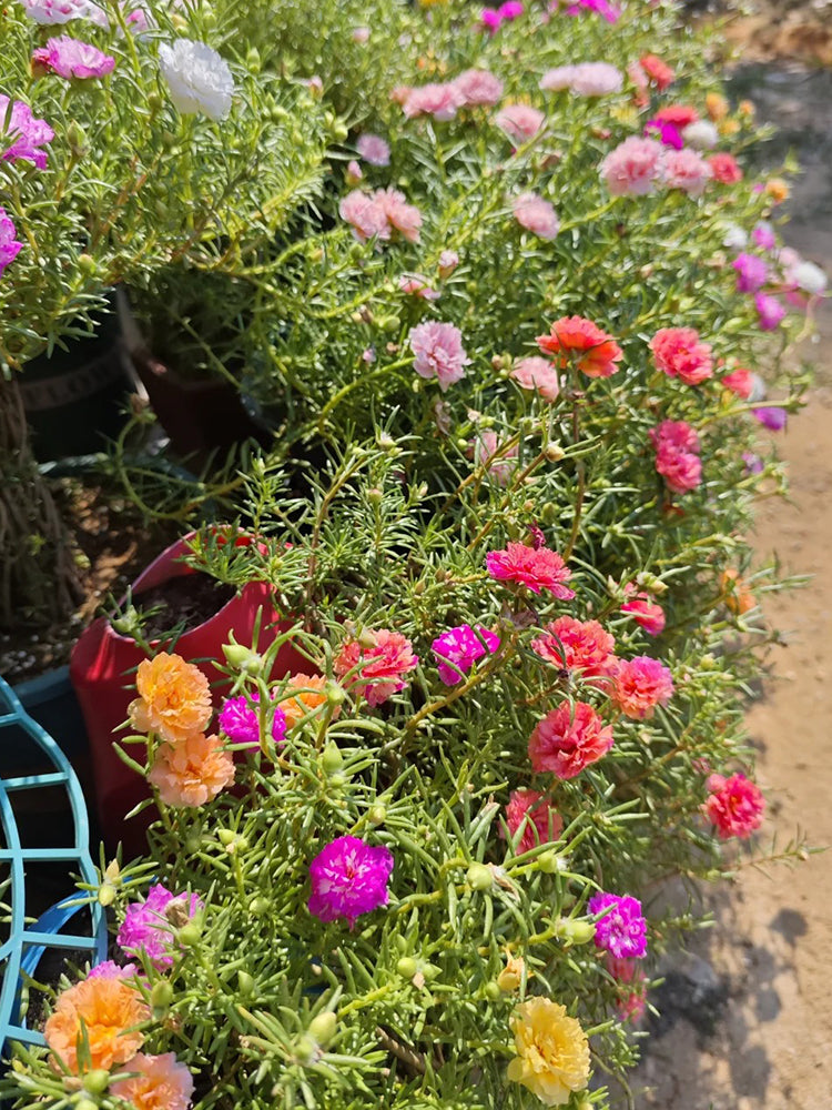 Double Flowered Mix Moss Rose