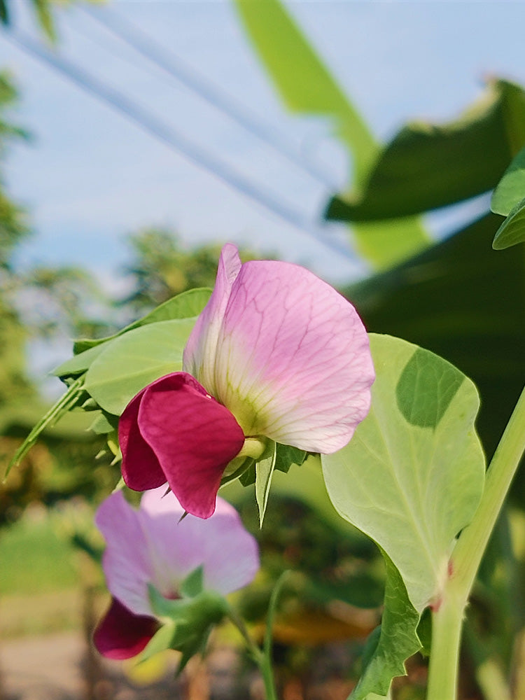 Red Flower Giant Glass Pod Pea