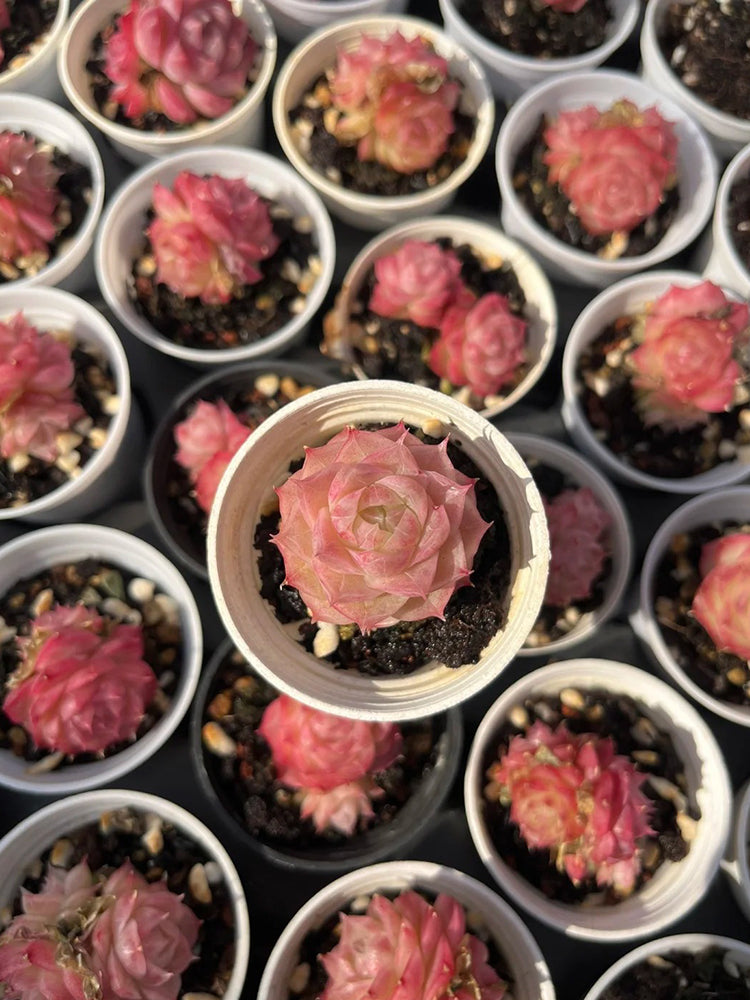 Echeveria cv. 'Pandora Queen'