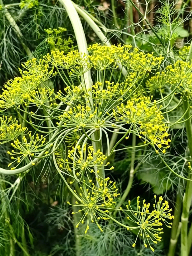 ANE02 Dill