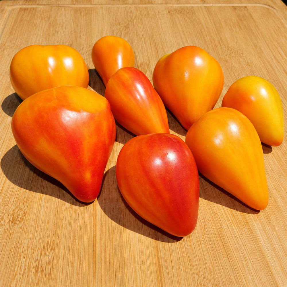 318 Fred Heirloom Tomato