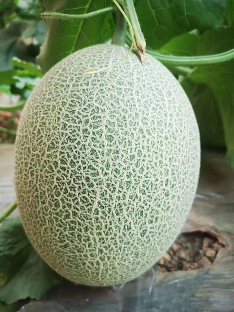 Zhenyu Sweet Melons