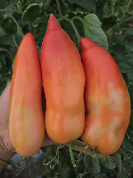 969 Idaho Hillbilly Tomato