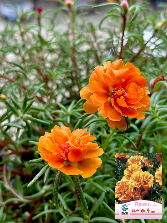 Hezhichun Orange Moss-Rose Purslane