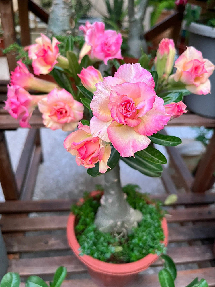 Mixed Color Desert Rose
