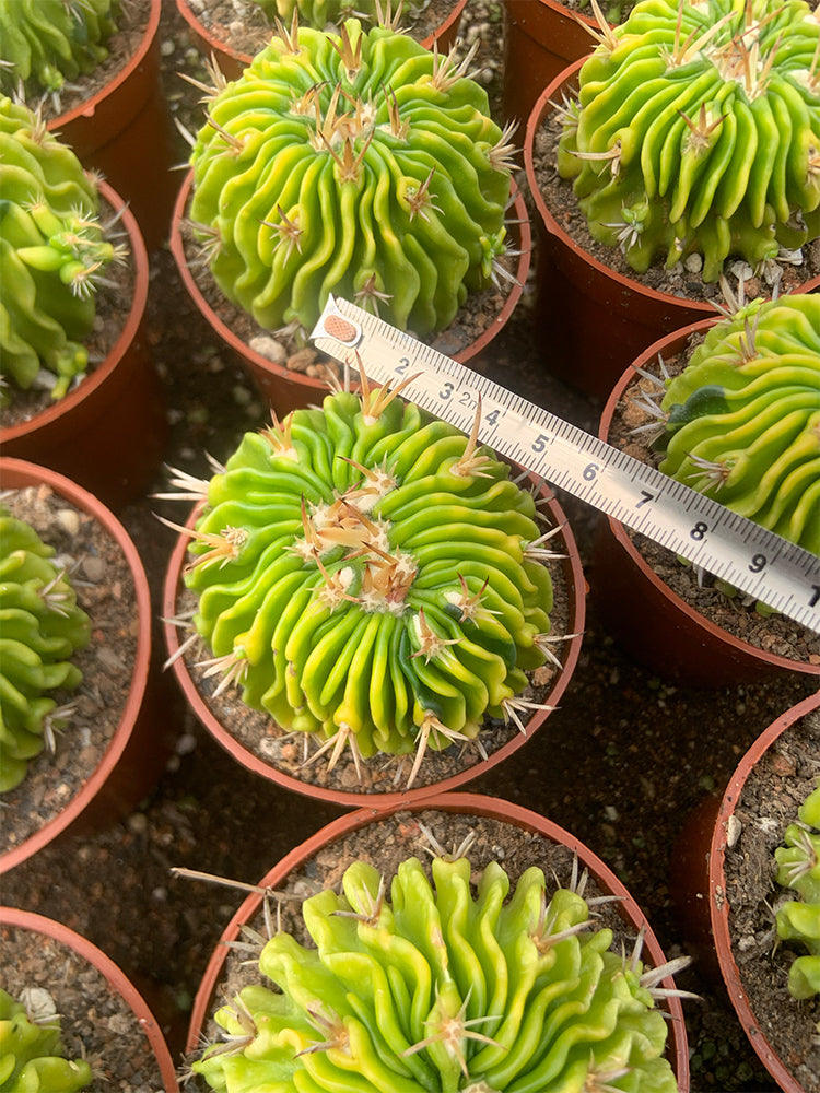 Echinofossulocactus multicostatus f. variegata