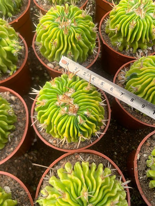 Echinofossulocactus multicostatus f. variegata