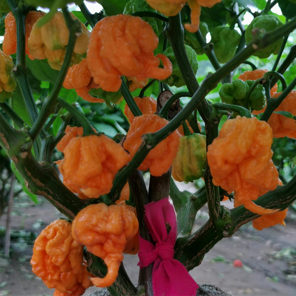 U2224 Orange-Yellow Carolina Reaper