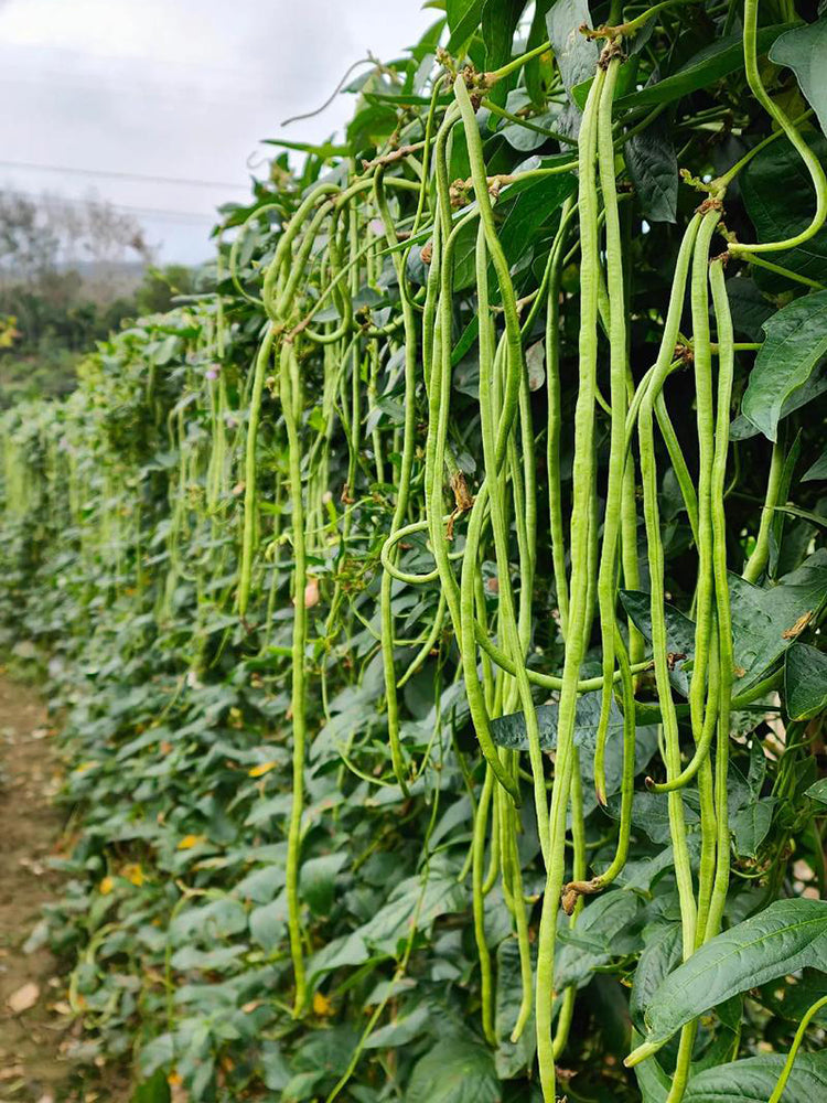Yuyan Zaoguan Cowpea