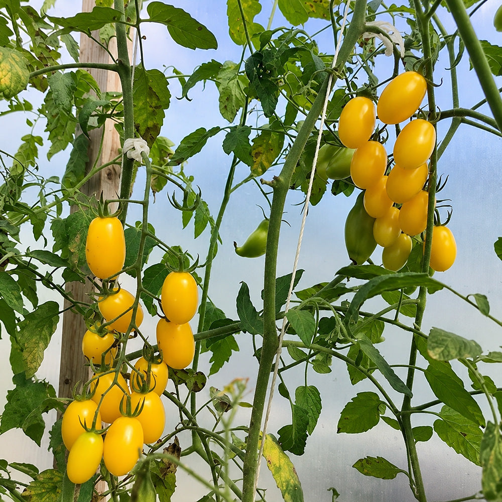 546 Transparent Drop Tomato