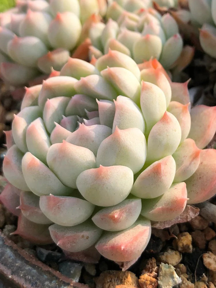 Echeveria 'Monroe'