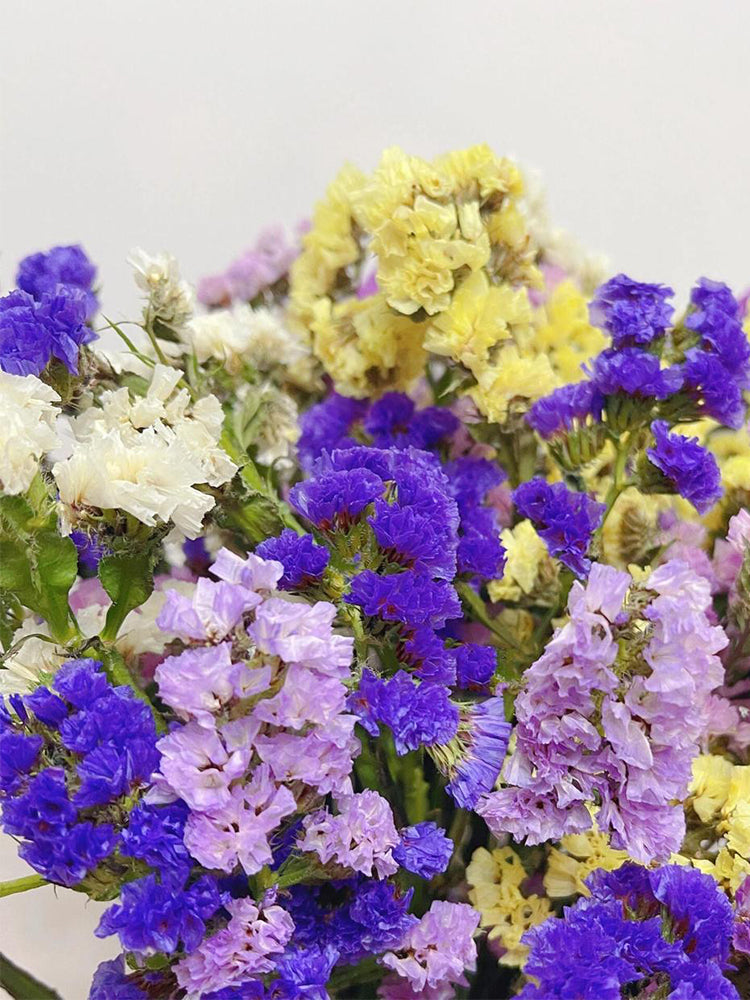Mixed Wavyleaf Sea Lavender (Limonium sinuatum)