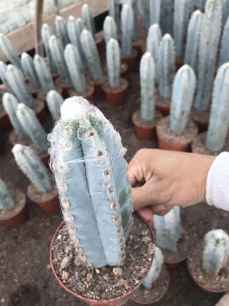 Pilosocereus azureus