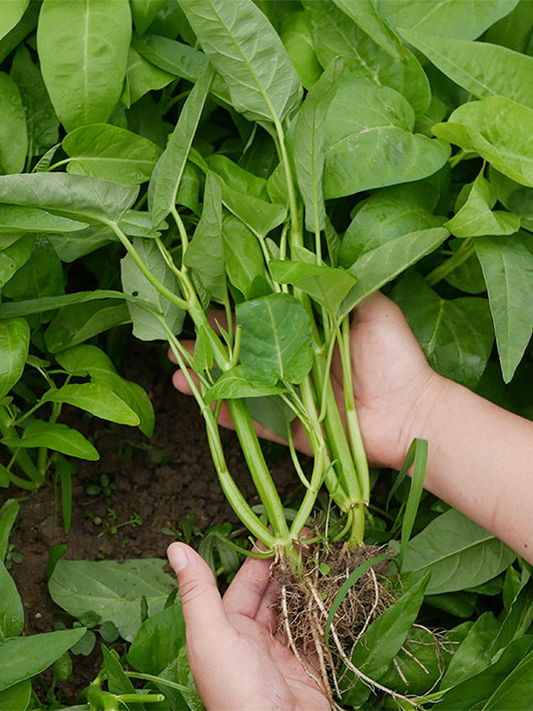 Three-Forked Water Spinach