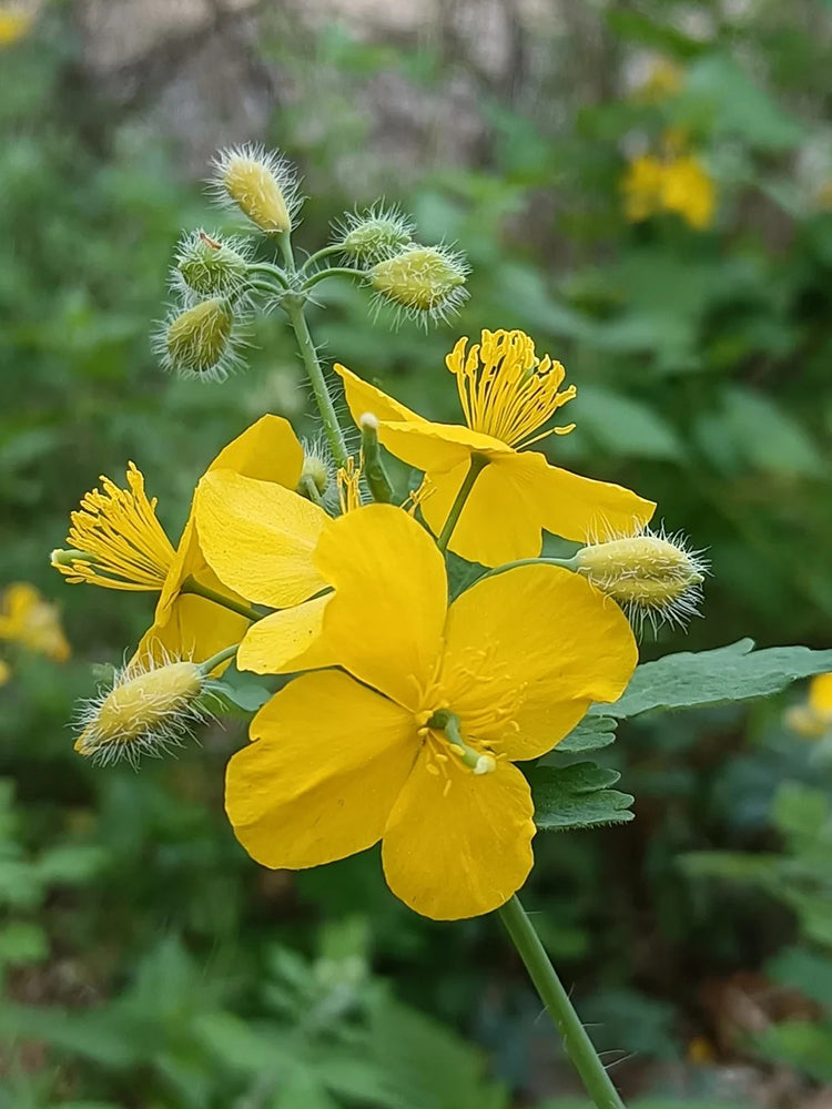 Greater Celandine