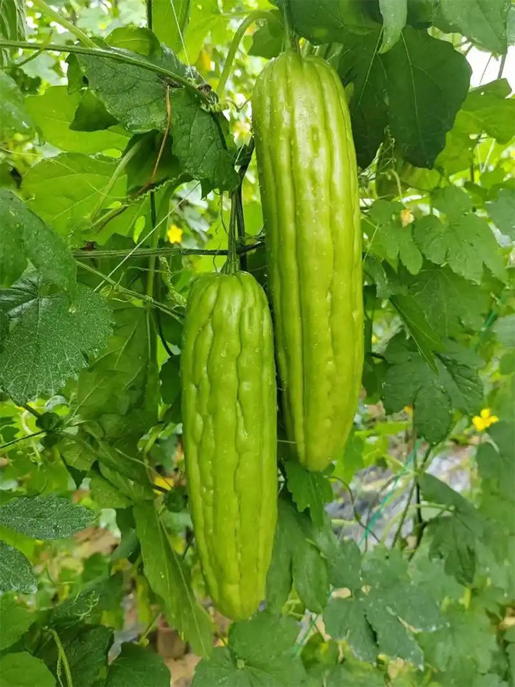 'Jiemei No.3' Bitter Gourd