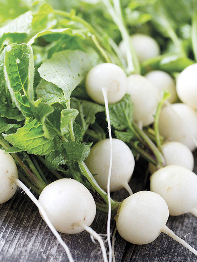 Dongsheng Baby Turnip