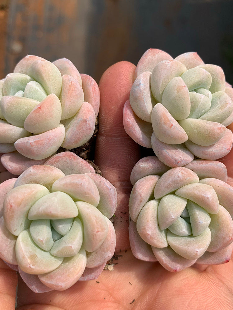 Echeveria 'Ice green'