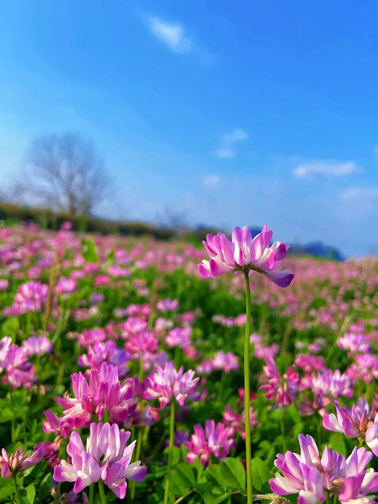 Chinese Milkvetch