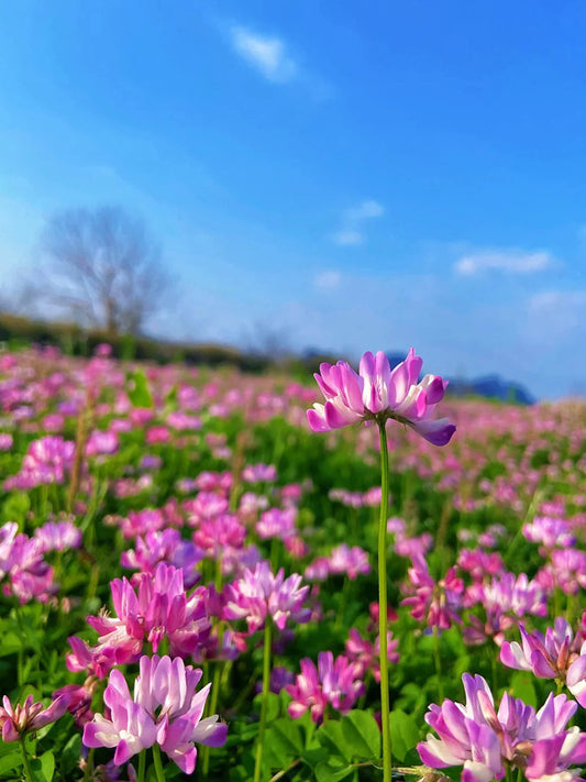Chinese Milkvetch